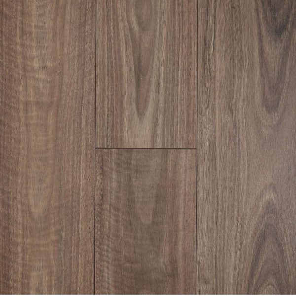 Spotted Gum