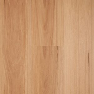 Northern Blackbutt