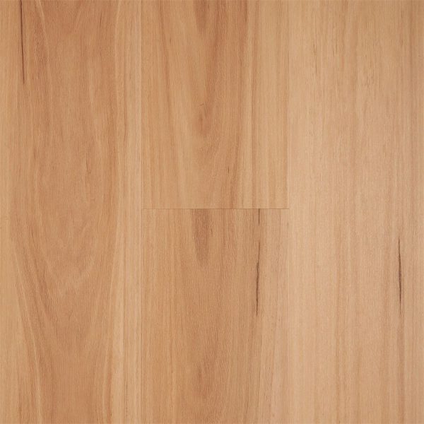 Northern Blackbutt