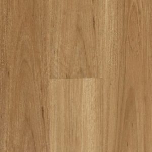 Blackbutt