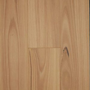 Blackbutt