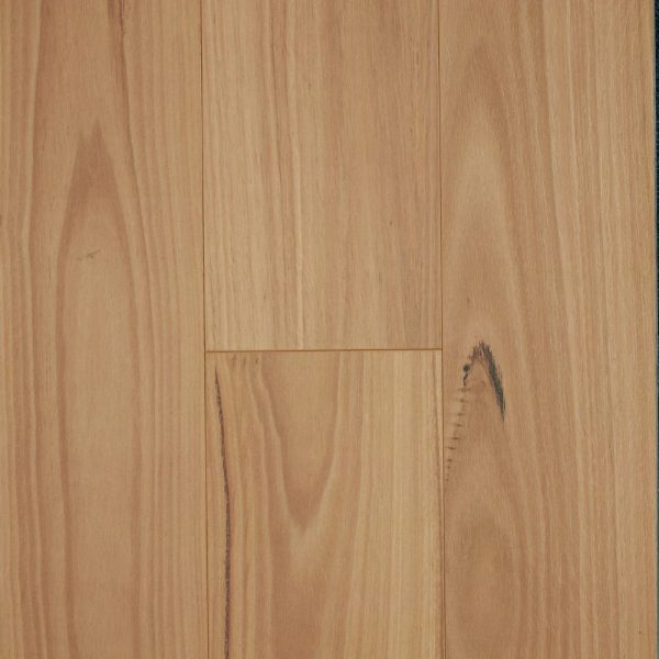 Blackbutt