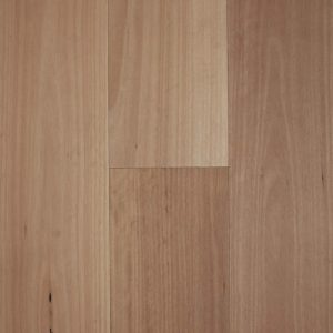 Blackbutt