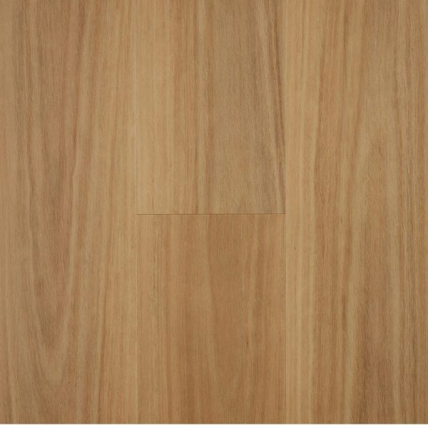 Blackbutt