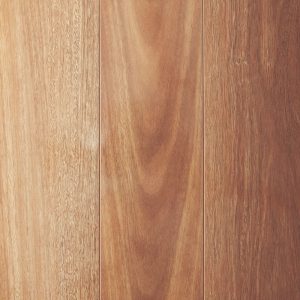 Mountain Spotted Gum