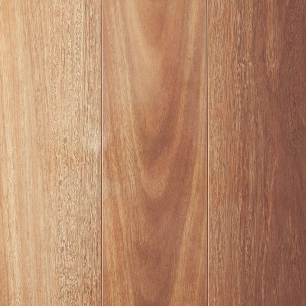 Mountain Spotted Gum