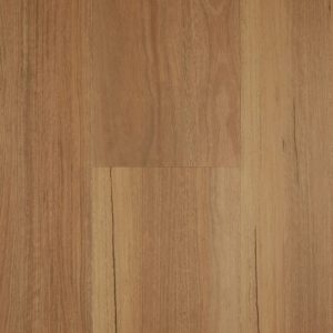 Coastal Spotted Gum