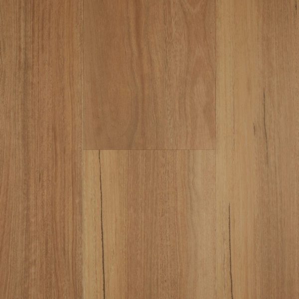 Coastal Spotted Gum
