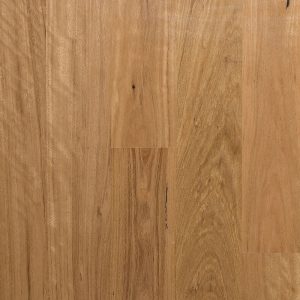 MB Blackbutt