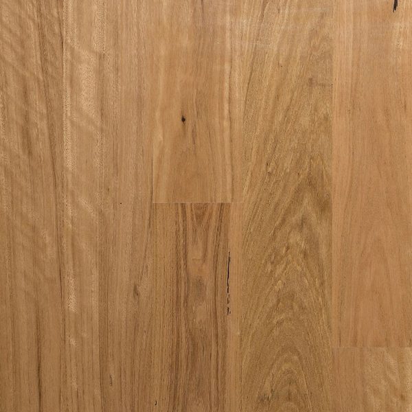 MB Blackbutt