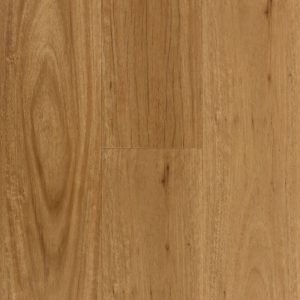 Coastal Blackbutt