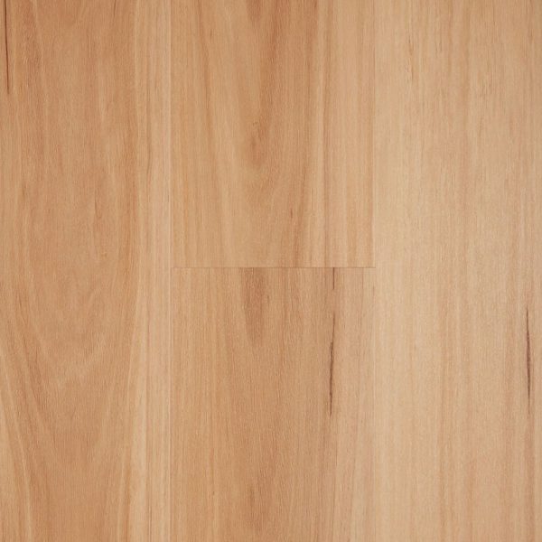 Blackbutt